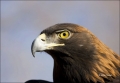 Male;Colorado;Golden-Eagle;Aquila-chrysaetos;one-animal;close-up;color-image;nob